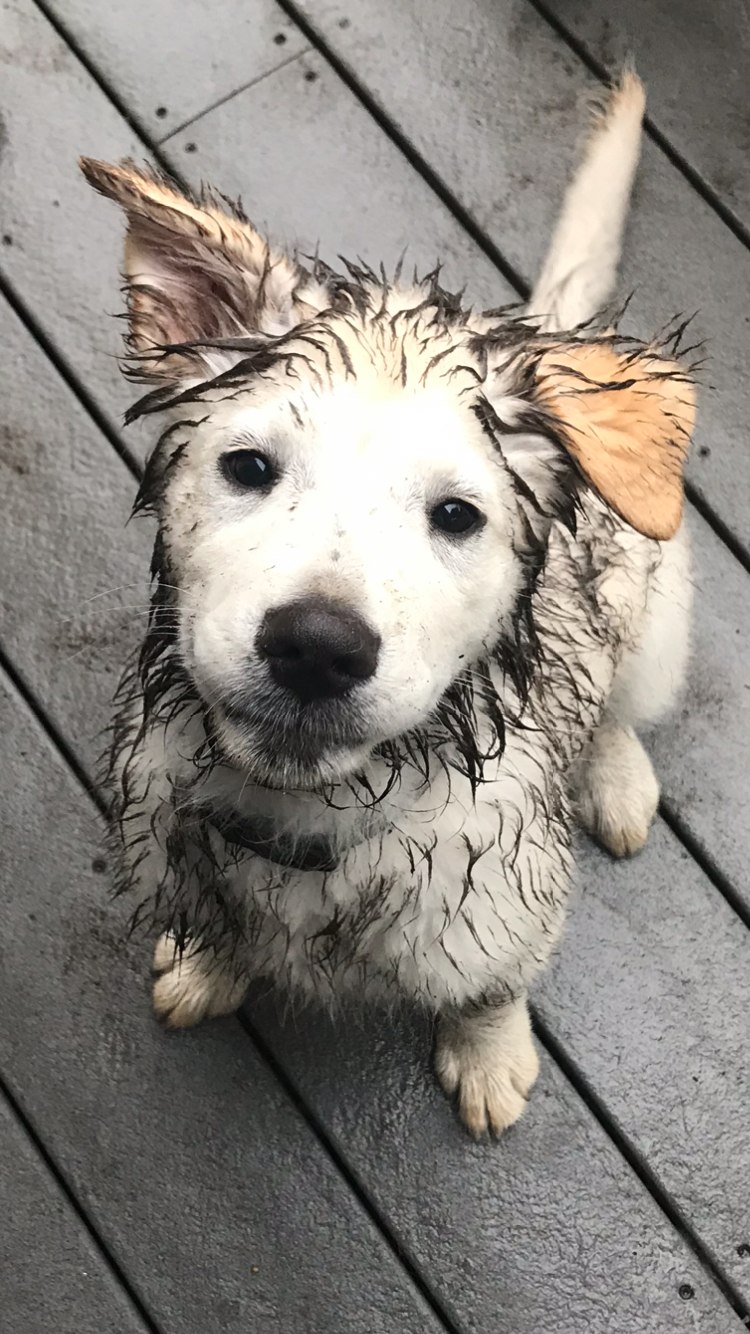Nash as a puppy covered in mud, looking up with innocent eyes