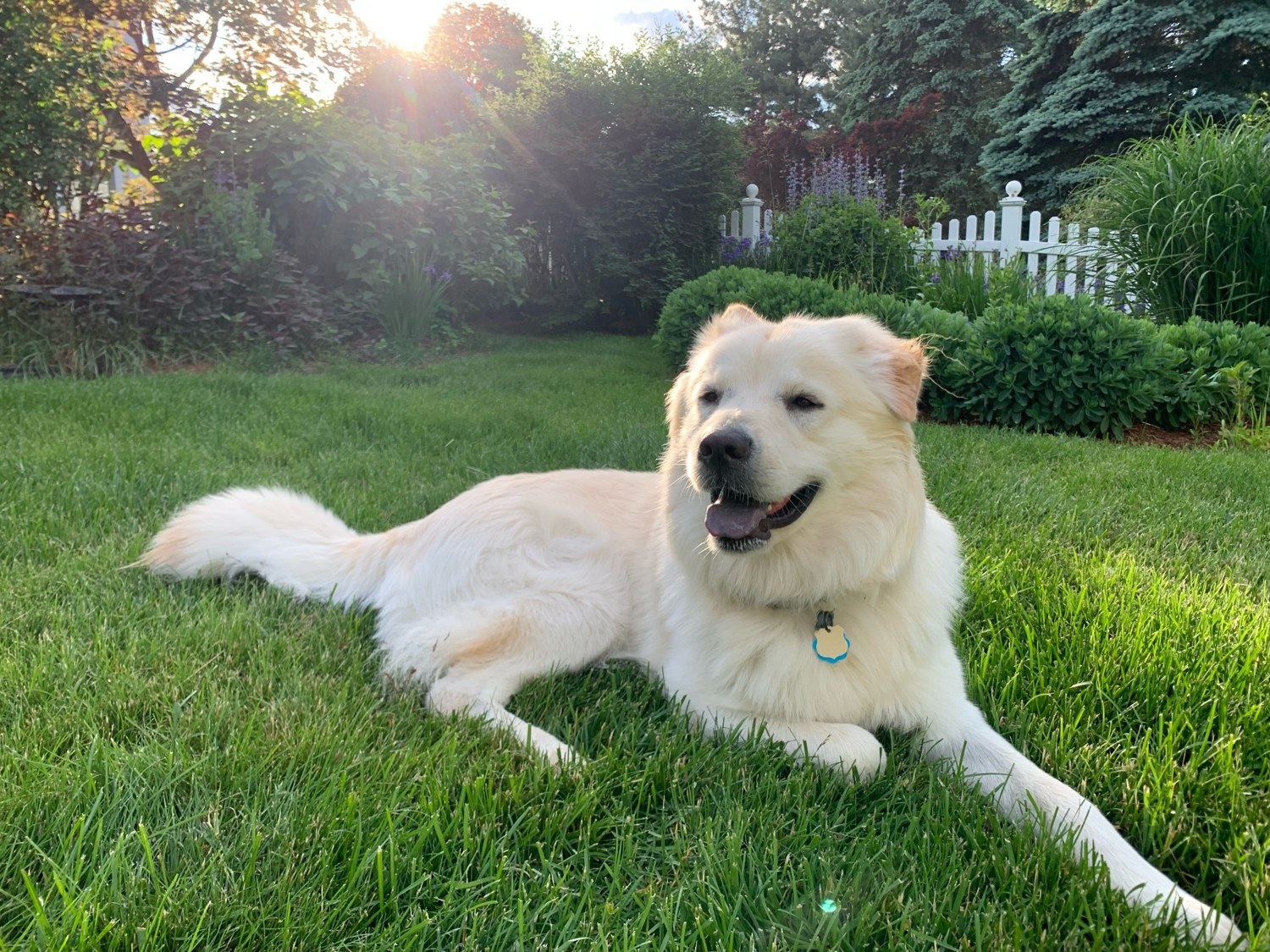 Nash relaxing in the sunlit garden