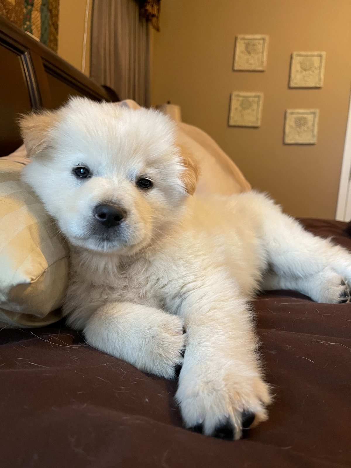Nash as a puppy resting on a bed