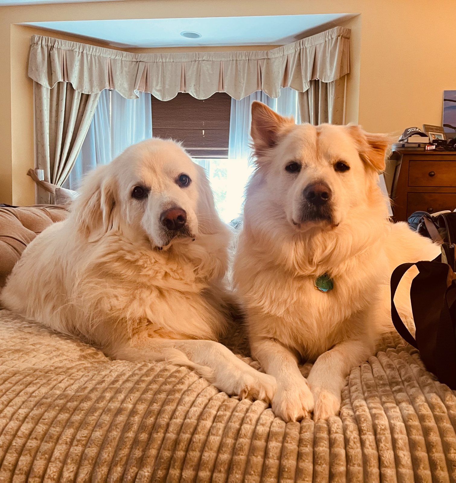 Willow and Nash relaxing together