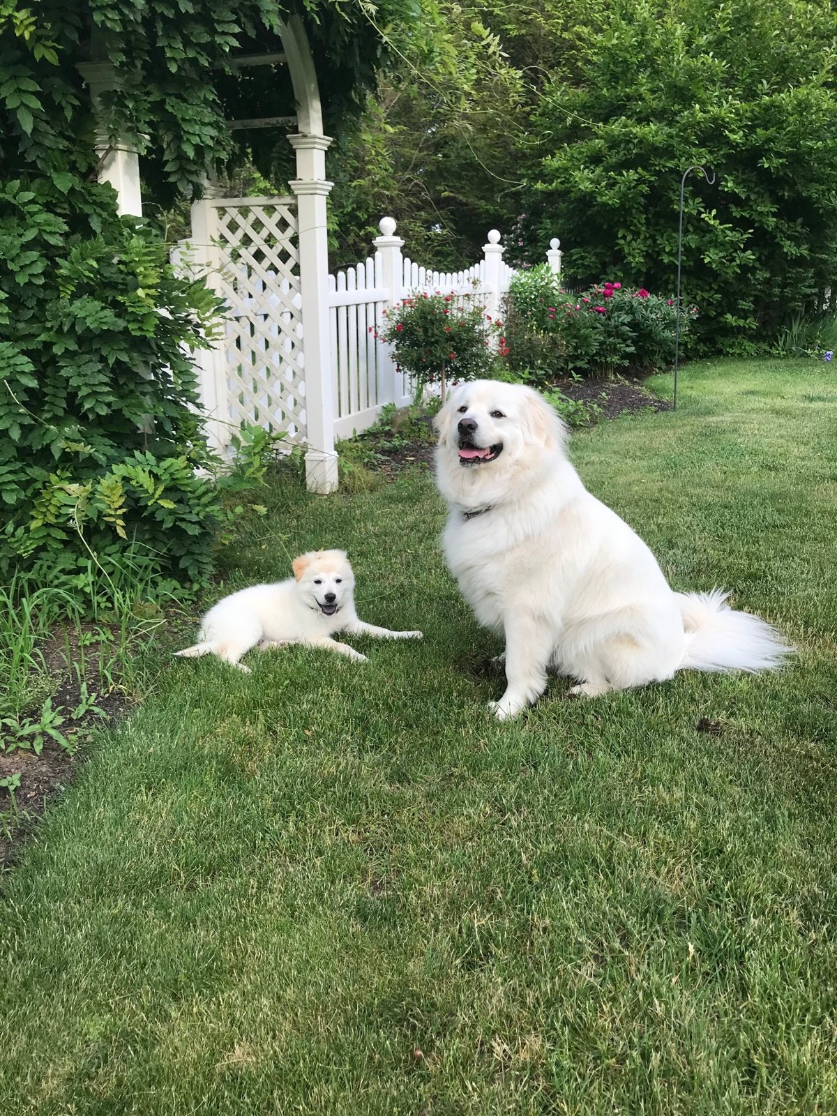 Willow outdoors on a green lawn
